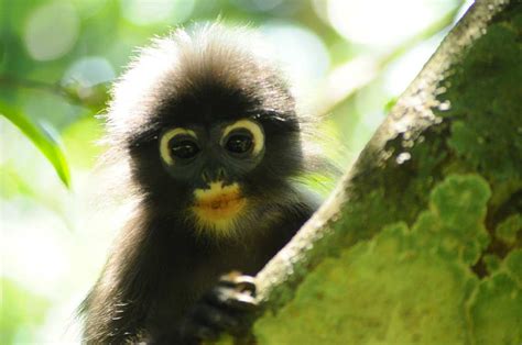 worlds newest monkey species     lab