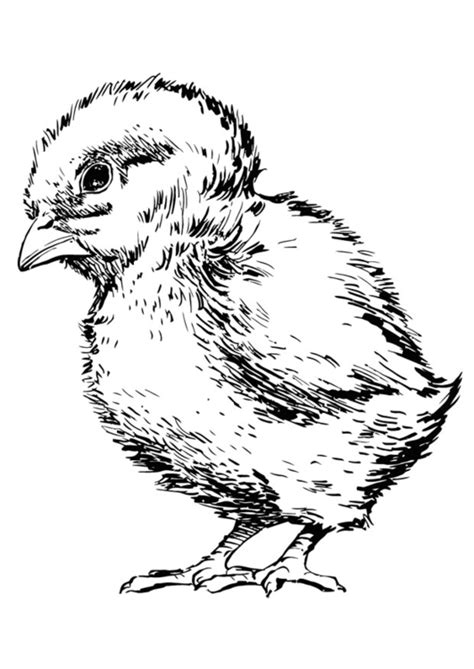 coloring page baby chicken  printable coloring pages img