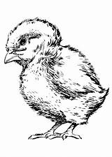 Coloring Baby Chicken Pages Printable sketch template