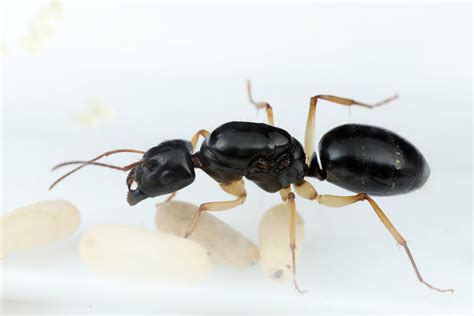 ant  queen gamergate