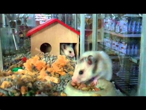 hamsters hamsteren youtube