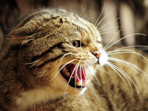 bing   wallpapernet cat facts cats wild cats