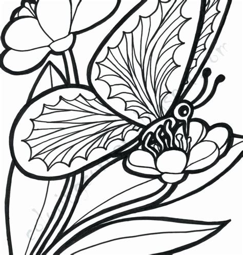 butterflies coloring pages  adults lovely butterfly  flower