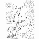 Deer Coloring Pages Sambar Drawing Family Mule Printable Color Drawings Top Ones Little Designlooter Babies Doe Mama 230px 85kb Paintingvalley sketch template