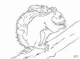 Squirrel Coloring Pages Tree Grey Flying Eastern Printable Drawing Preschool Squirrels Line Clipart Getdrawings Animal Color sketch template