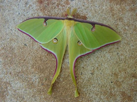 luna moth characteristics size photographs life span