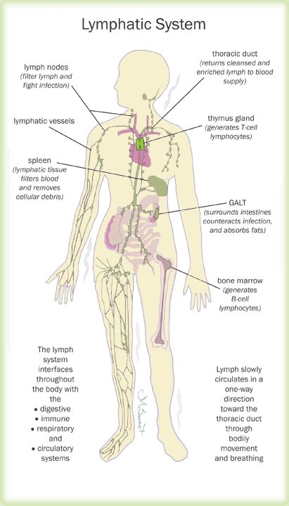 lymphatic system   health womens health network