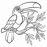 Toucan Oiseau Toco Oiseaux Coloriages Justcolor Pajaritos Branche Feuillue Beau Coloring sketch template