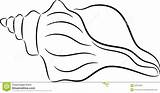 Shell Conch Clipart Outline Draw Library Collection sketch template