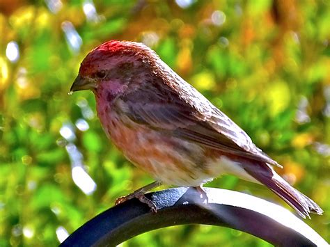 nature canada bird tweet   week purple finch