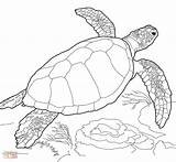 Turtle Sea Drawing Coloring Pages Getdrawings Printable Simple sketch template