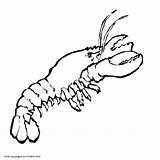 Sea Coloring Pages Printable Animals Lobster sketch template