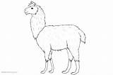 Llama Coloring Drawing Realistic Pages Printable Kids Adults sketch template