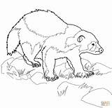 Wolverine Animal Coloring Pages Printable Drawing Clipart Animals Outline Outlines Supercoloring Super Print Kids Bear Color Puzzle sketch template
