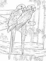 Coloring Hyacinth Macaw Macaws Ausmalbild Ara Kleurplaat Araras Supercoloring Colorare Stokstaartje Disegni Regenwald Uccelli Pappagalli Azuis Designlooter Hyazinth Paerchen Nature sketch template