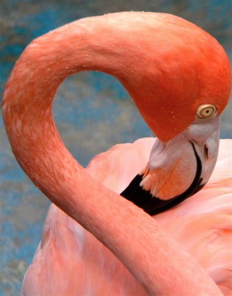 flamingo curacao seaquarium curacao flamingo mambobeach curacao vakantie strand