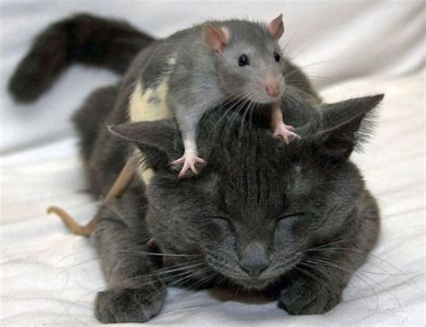 cat cat and mouse friends funny grey kitty image 9295 on