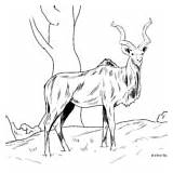 Kudu Wildtiere Tiere sketch template