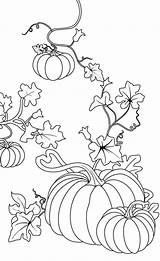 Pumpkin Vine Drawing Getdrawings sketch template