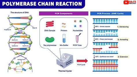 polymerase chain reaction notes rajus biology