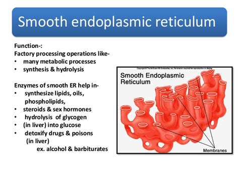 endomembrane system