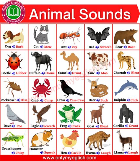 animal sounds  list  english onlymyenglish