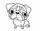 Pug Coloring Pages Cute Adult Para Colorear Pugs Color Printable Kids Dog Dogs Print Coloringcrew Getcolorings Dibujo Book sketch template