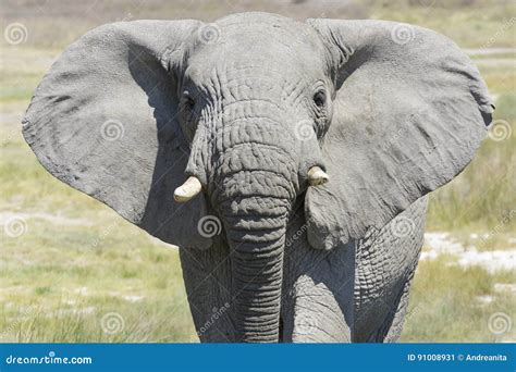african elephant charging stock image image  african