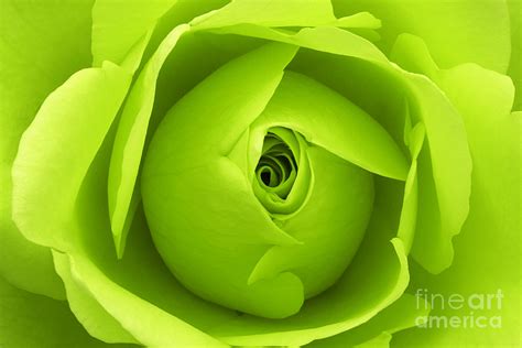 Bright Lime Green Rose Flower Photograph By Natalie Kinnear Pixels