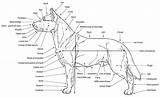 Dog Anatomy Parts Chart Fci Standard sketch template