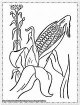 Corn Coloring Pages Printable Kids Stalks Field Color Thanksgiving Flour Drawing Cob Stalk Candy Getdrawings Clipart Getcolorings Cartoon Fruit Library sketch template