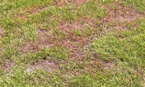 There’s Dead Patches In My Lawn Lawn Solutions