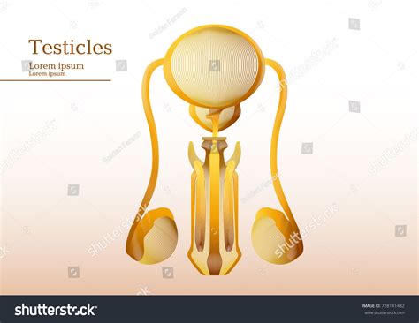 Abstract Yellow Illustration Anatomical Human Testicles Stock Vector