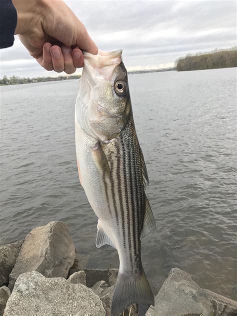 First Delaware River Striped Bass Of The Spring R Imagesofdelaware