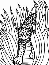 Jaguar Coloring Pages Rainforest Animal Color Grass Printable Jaguars Animals Drawing Drawings Jacksonville Tall Baby Car Crafts Head Print Forest sketch template