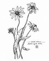 Eyed Susan sketch template