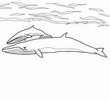 Balenottera Disegno Cucciolo Minore Whale Minke Jungtier Balena Ausmalbild Stampare Azzurra Lusso Capodoglio Beluga sketch template