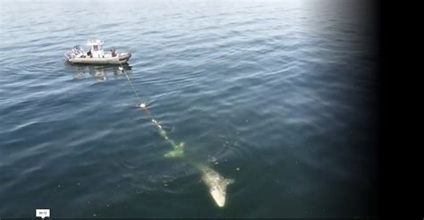 drone video shows successful outcome  gray whale rescue dronedj