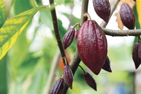 cacao beans experiencetransat memories  transat holidays travelers