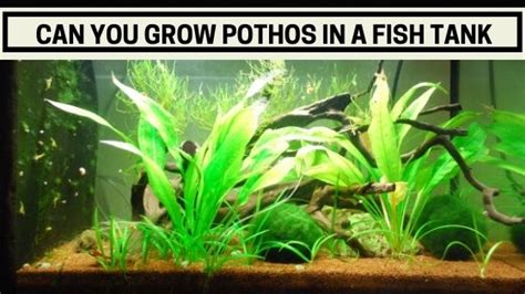grow pothos   fish tank fishtank expert