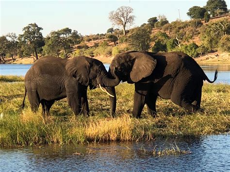 the one the only chobe national park botswana