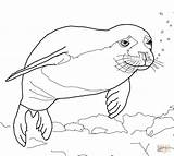 Coloring Pages Seal Elephant Seals Popular sketch template