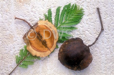 A Royalty Free Image Of Seed Pod Of Jacaranda Tree