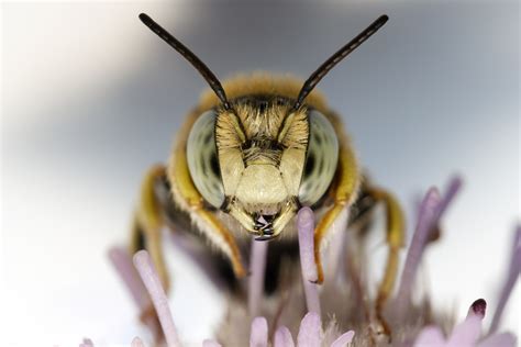 The World S Largest Bee Was Spotted For The First Time In Almost 40