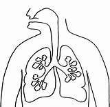 Coloring Pages Lungs sketch template