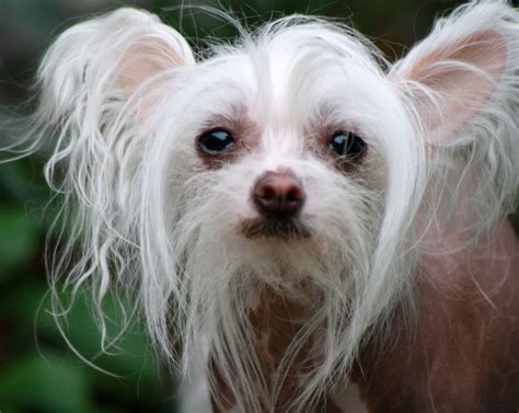 chinese crested breed guide learn   chinese crested