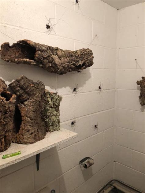 smart thinking a bathroom designed to house whip spiders