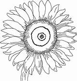 Coloring Sunflower Pages Sunflowers Printable sketch template