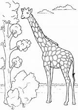 Jirafa Giraffe Giraffes Colouring Jirafas Afrika Tiere Animals Bestappsforkids Comiendo Drawings Dibujoscolorear Zeichnen Comiedo Squidoo sketch template