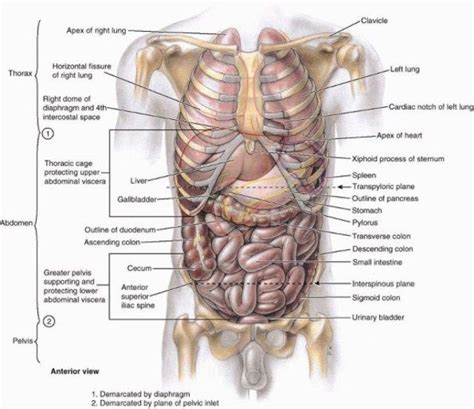 What Body Parts Are Under The Rib Cage Human Anatomy